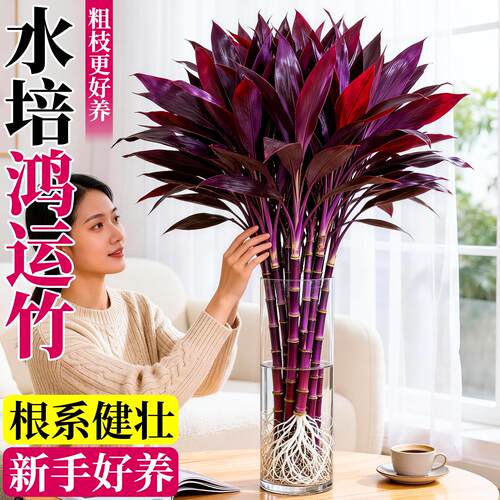 富贵竹水培植物鸿运紫粗杆