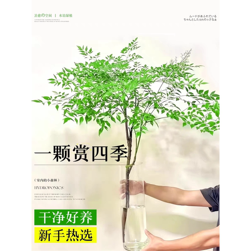 南天竹盆栽水培植物客厅真