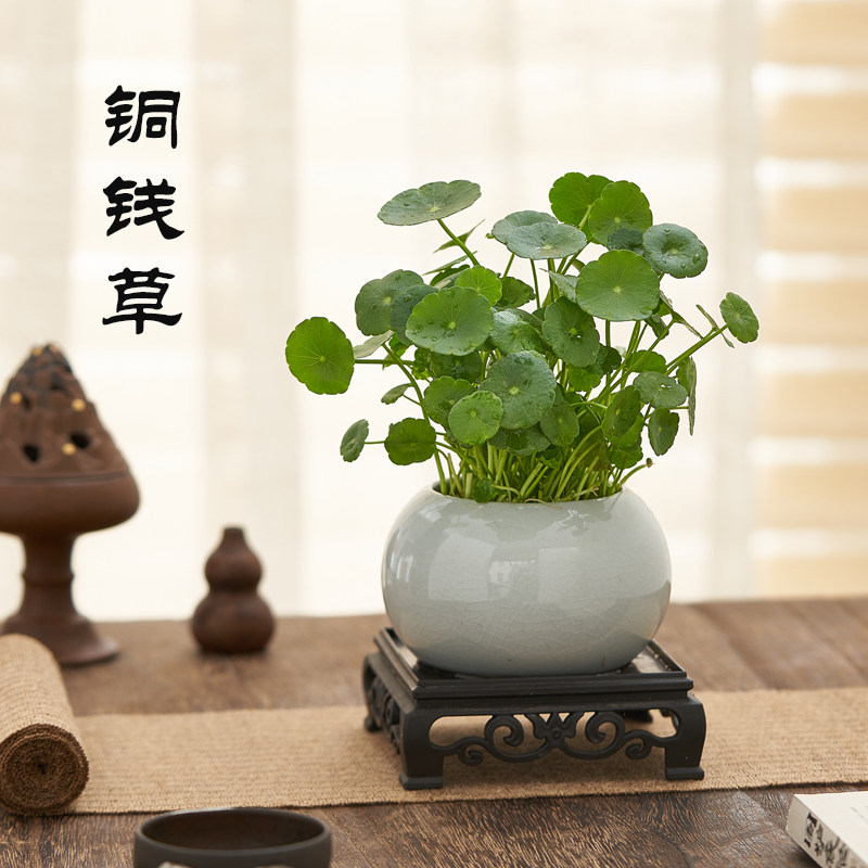 铜钱草盆栽水培植物桌面绿