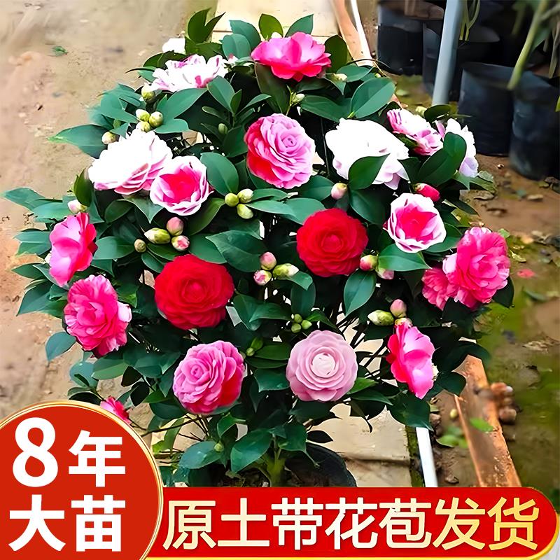 茶花树苗山盆栽五色赤丹带