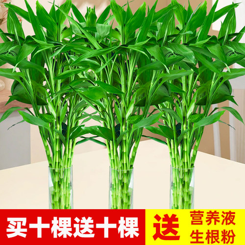 富贵竹水培植物养客厅节高