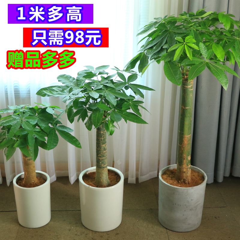 客厅发财树大棵绿植室内盆