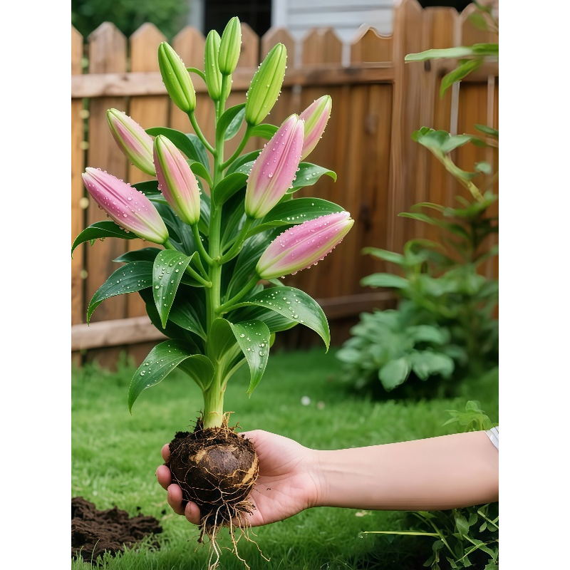 进口重瓣香水百合花种球四季好养开花水培鲜花盆栽绿植庭院花种籽,鲜花速递/花卉仿真/绿植园艺,红掌/凤梨/温室花卉,淘宝优惠券,粉丝福利购,淘宝优惠卷