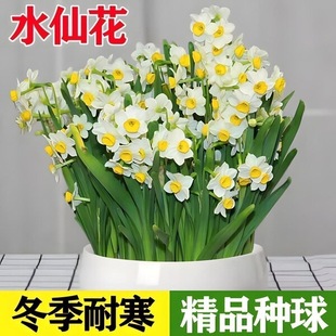 正宗水仙花种球耐寒室内水培土培冬天绿植花卉水仙花球根种子盆栽