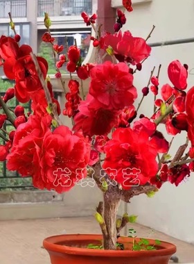 浓香型耐热耐寒四季梅花腊梅红梅室内外盆栽好养易活南方北方种植