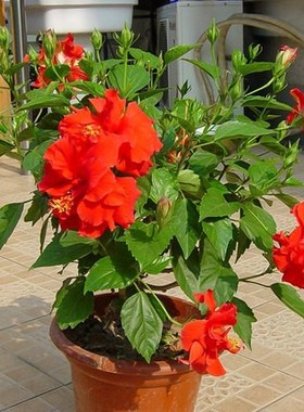 扶桑花苗盆栽重瓣朱瑾牡丹麦木槿四季开观花室内阳台红色花卉植物