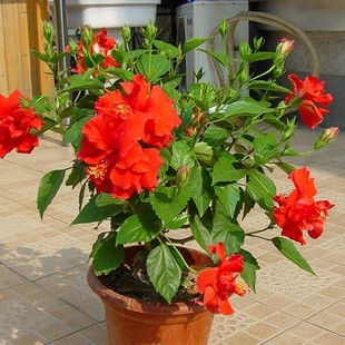 扶桑花苗盆栽重瓣朱瑾牡丹麦木槿四季 开观花室内阳台红色花卉植物