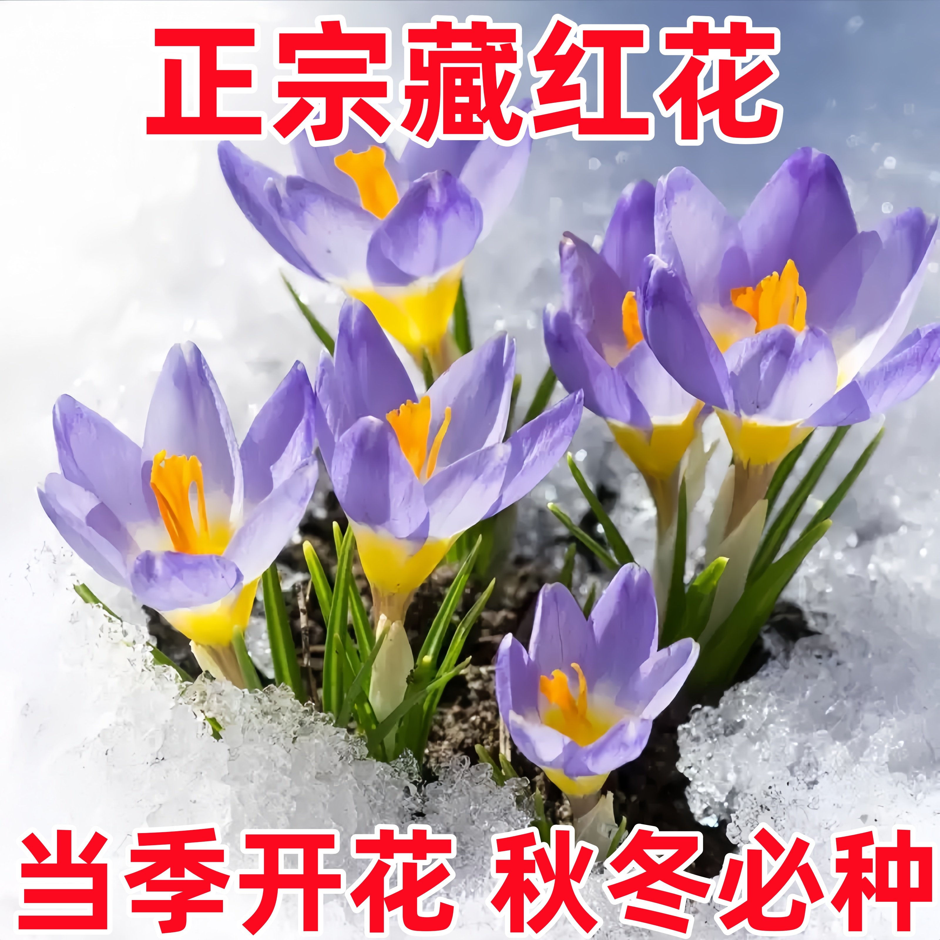 药用藏红花种球盆栽耐寒耐冻花卉番红花种球室内室外药材易养绿植,鲜花速递/花卉仿真/绿植园艺,红掌/凤梨/温室花卉,淘宝优惠券,粉丝福利购,淘宝优惠卷