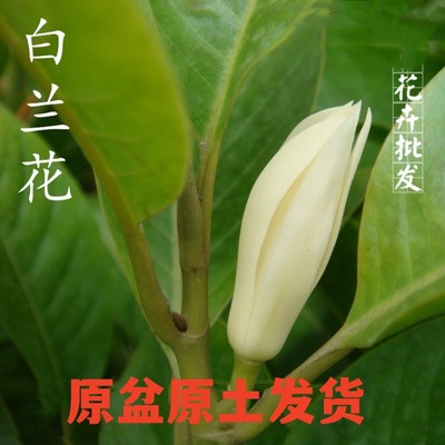 嫁接白兰花盆栽黄角桷玉缅