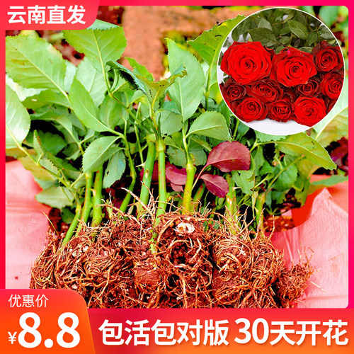 云南直发10颗玫瑰花苗月季扦