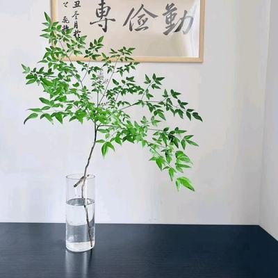 南天竹水培植物真树苗盆栽