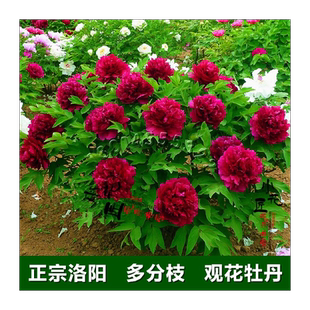 正宗洛阳牡丹花苗盆栽精品观赏牡丹苗四季室外阳台花卉大苗多花