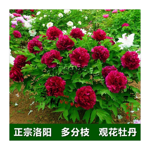 正宗洛阳牡丹花苗盆栽精品观赏牡丹苗四季室外阳台花卉大苗多花