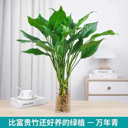 万年青盆栽水培植物室内桌面