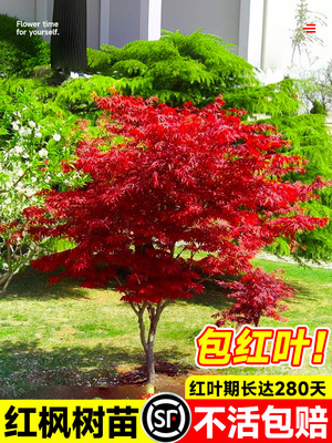 日本红枫树苗四季舞姬盆景