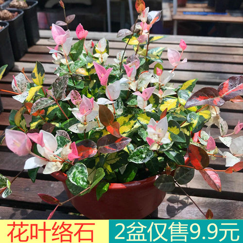 花叶络石苗盆栽彩吊兰四季