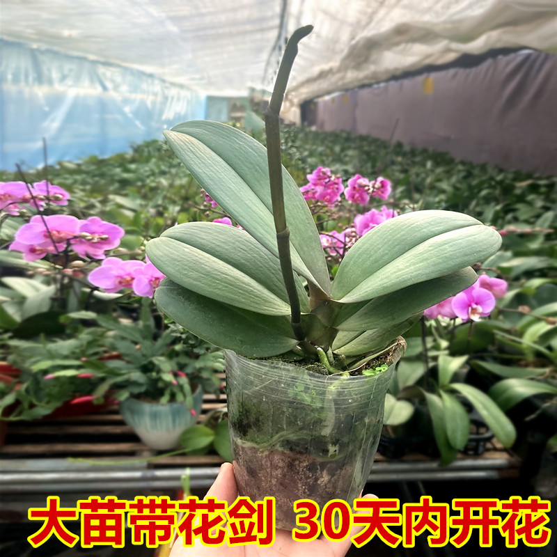 蝴蝶兰花苗盆栽年宵植物室内客厅