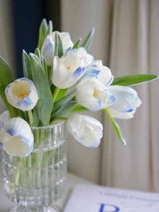 水培郁金香进口郁金香种球自然球郁金香种子耐寒花卉盆栽重瓣大球