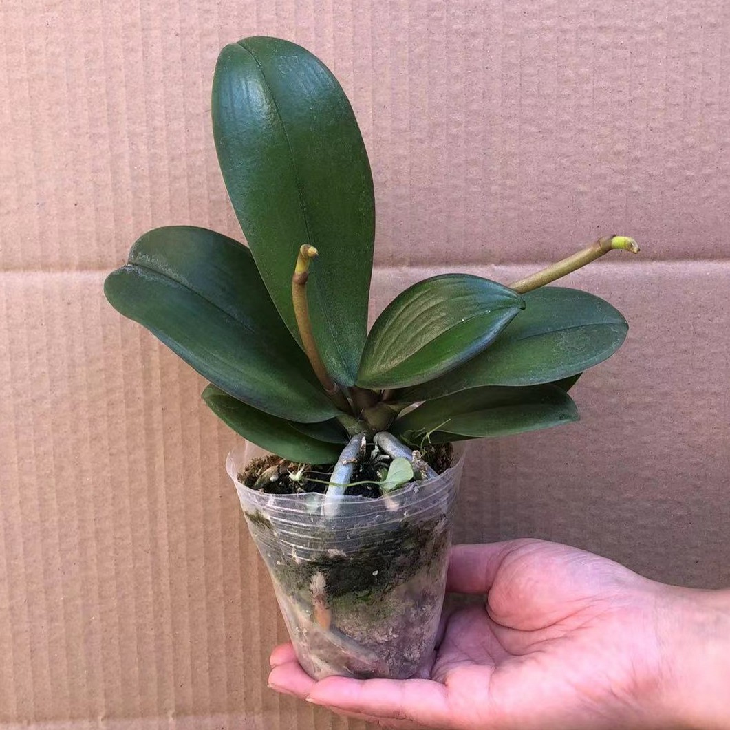 蝴蝶兰花苗盆栽当年开新大