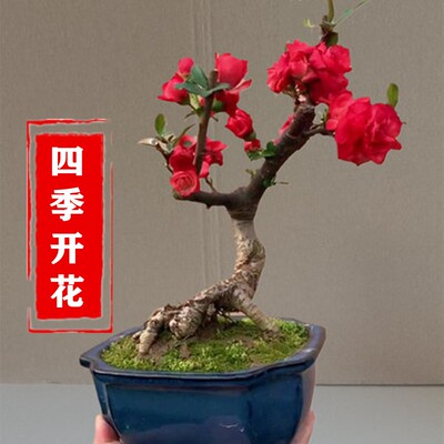 四季海棠花盆栽树苗重瓣卉景