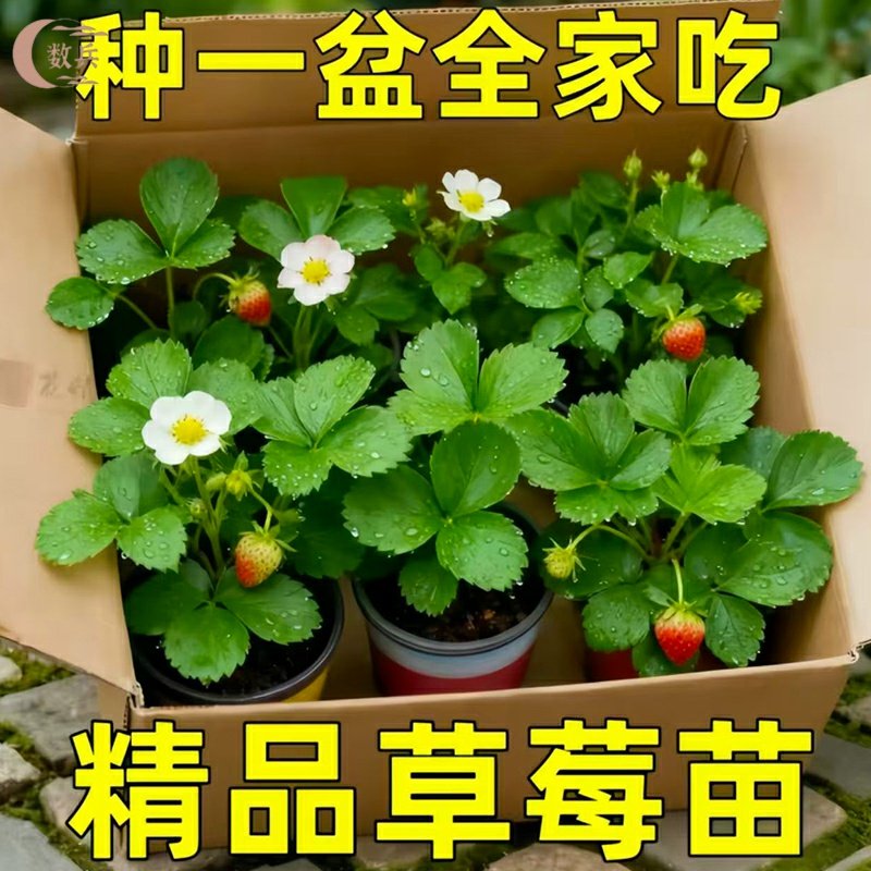 四季奶油草莓苗带土穴盘苗当年结果新鲜草莓秧苗阳台种植结果天使,鲜花速递/花卉仿真/绿植园艺,月季/蔷薇/玫瑰,淘宝优惠券,粉丝福利购,淘宝优惠卷