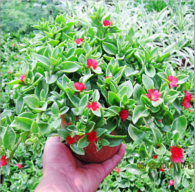 牡丹吊兰红绿常春藤金边室内