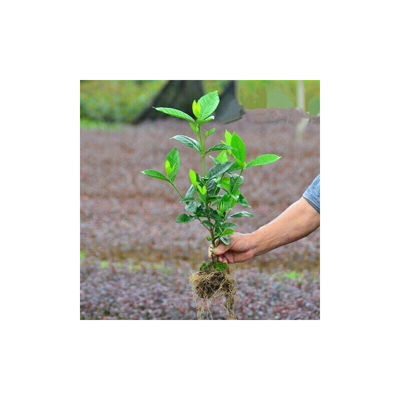 栀子花树苗大叶栀子花苗浓香型栀子花苗小叶栀子花栀子花苗球苗