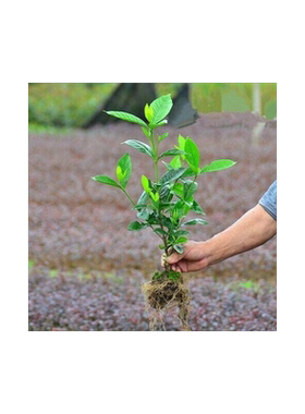栀子花树苗大叶浓香型