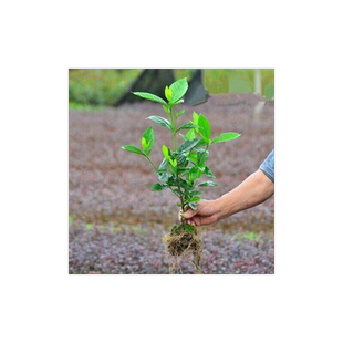 栀子花树苗大叶栀子花苗浓香型栀子花苗小叶栀子花栀子花苗球苗