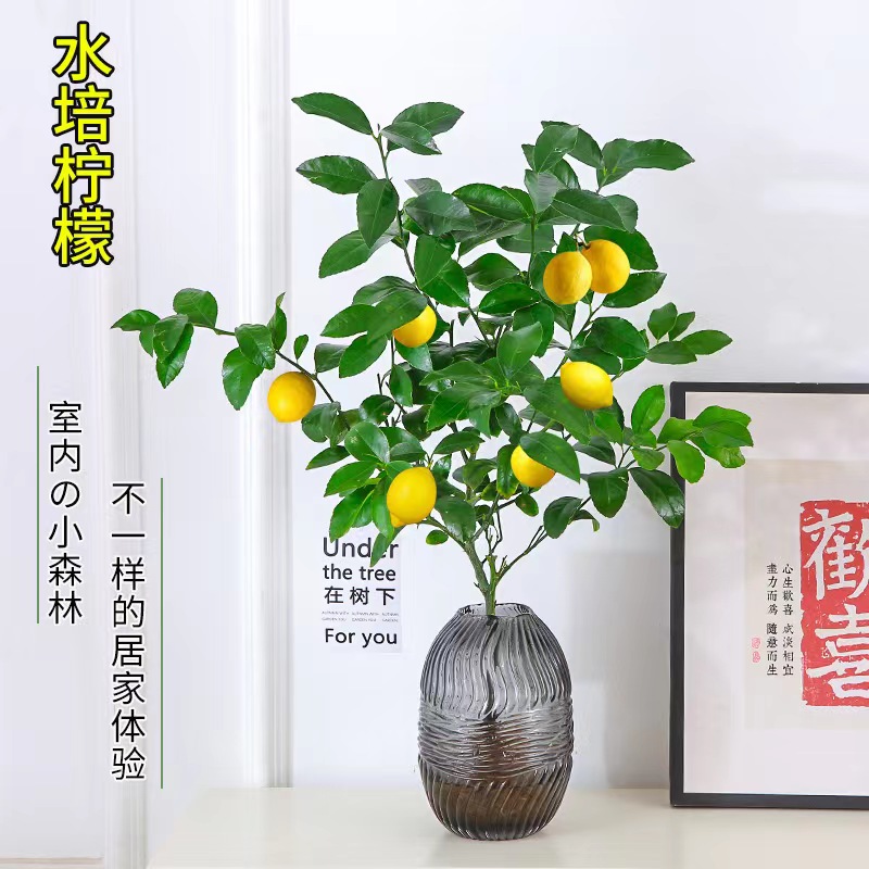 水培植物香柠檬树盆栽花卉