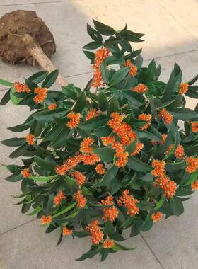 金桂花树苗桂花苗盆栽嫁接苗四季桂室内外浓香型阳台花卉绿植庭院