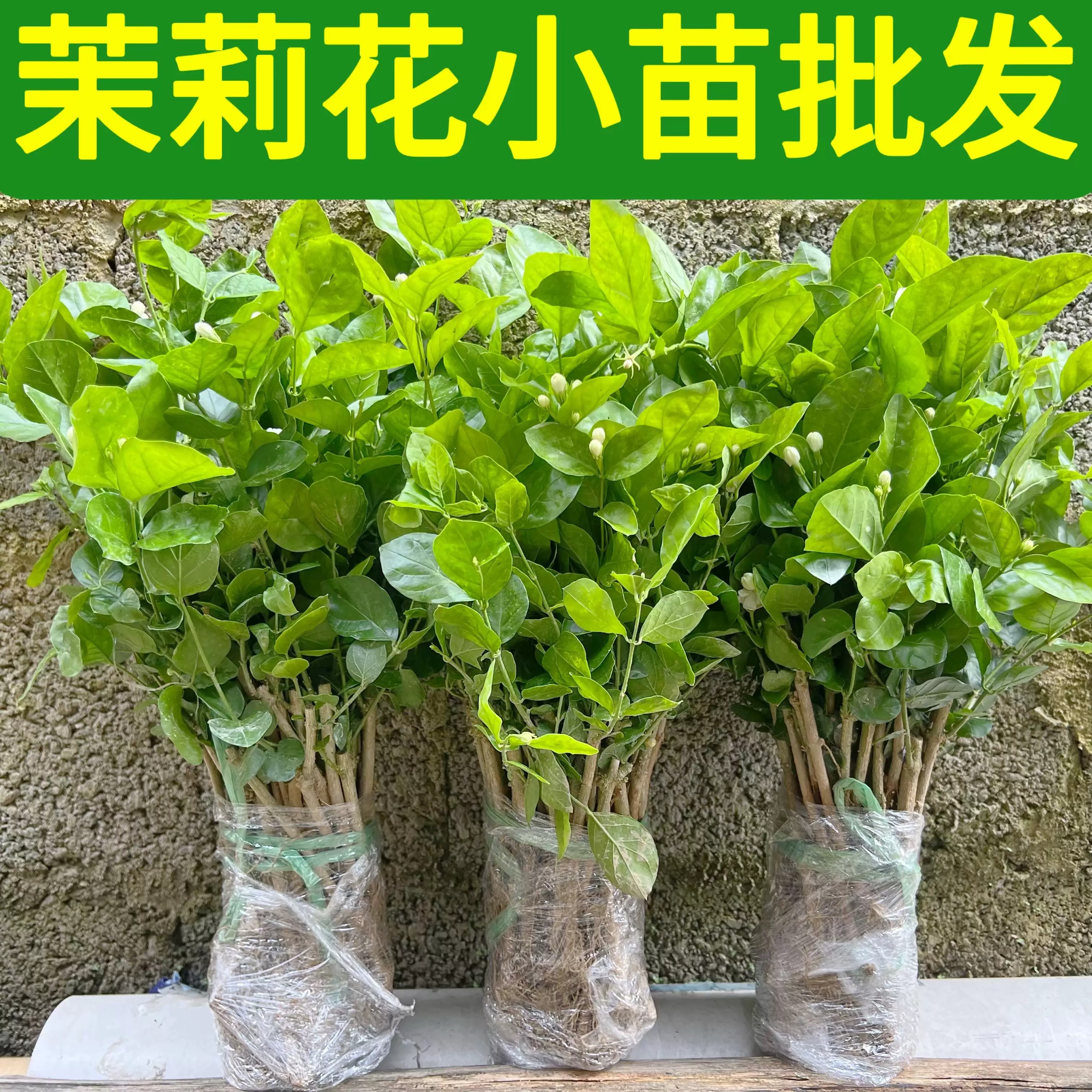 重瓣茉莉花室外绿植阳台盆栽