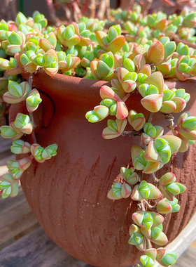垂吊多肉植物好养悬挂带原盆土
