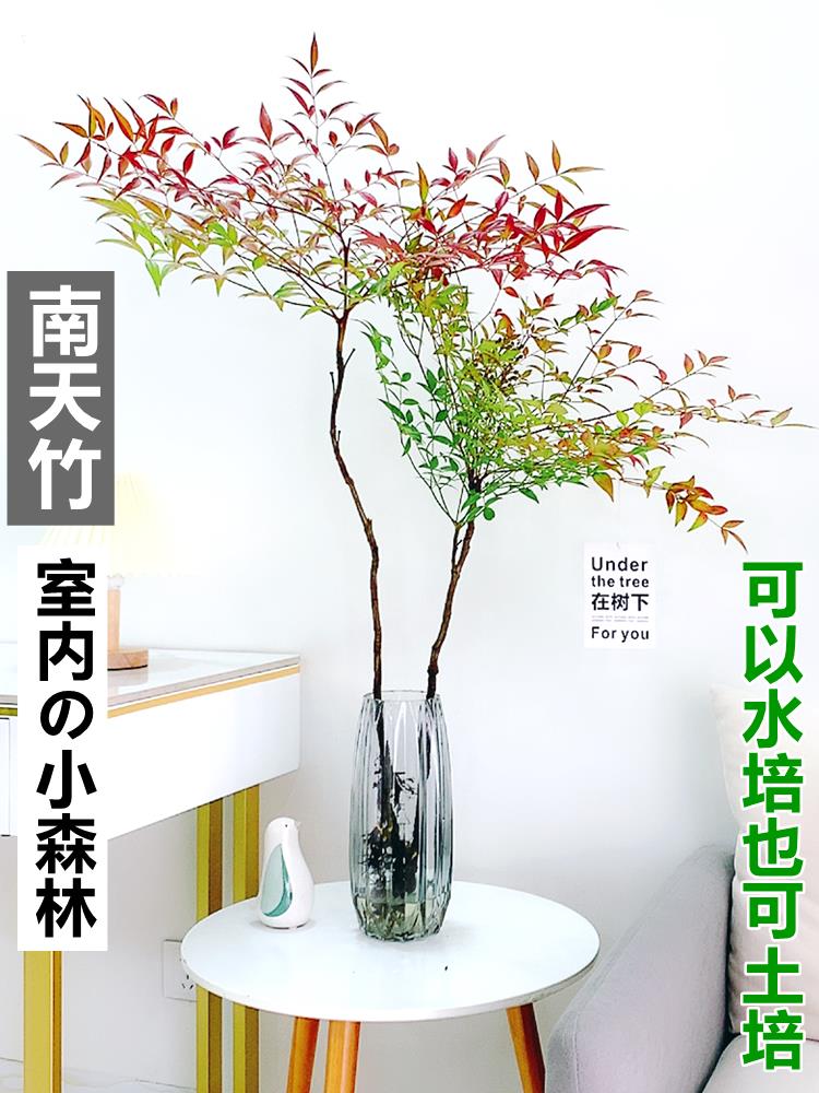 水培植物南天竹盆栽水养室内富贵竹绿植吊钟马醉木好养花卉盆景