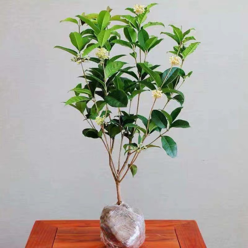 庭院芳香四溢浓型季桂花苗