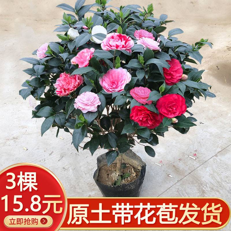 香妃山茶花盆栽带苞五色赤