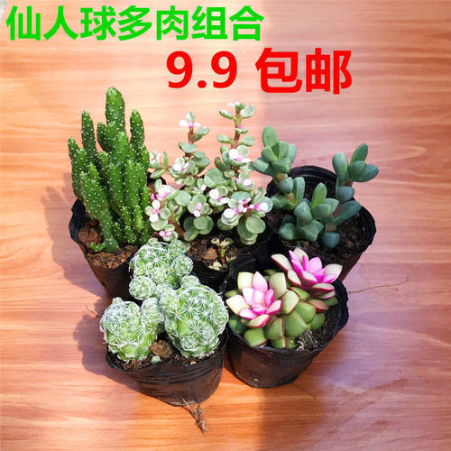 99仙人球多肉植物8颗组合