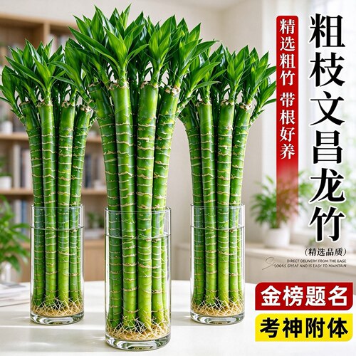 水培文昌竹4枝步步高招财盆栽