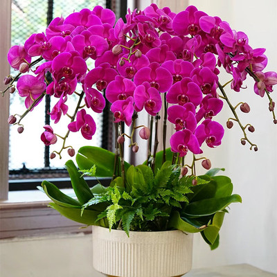 蝴蝶兰盆栽带花剑苞卉秋冬