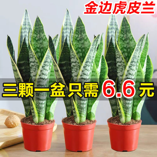 金边虎皮兰盆栽多肉植物花