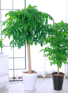 幸福树大型盆栽平安植物室内客厅