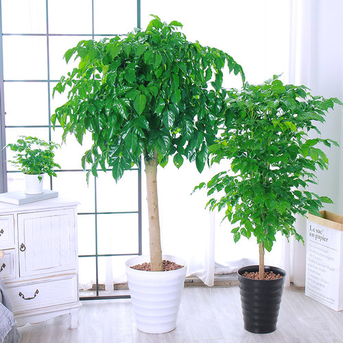 幸福树大型盆栽平安植物室内客厅