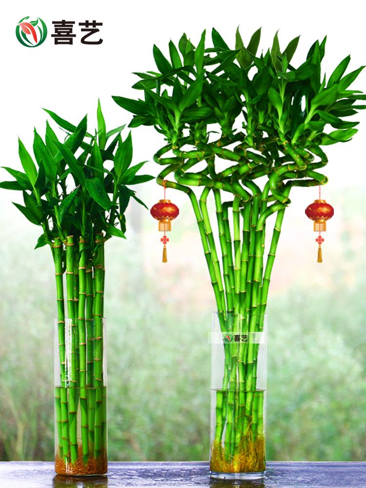 带根转运竹水富贵植物养开