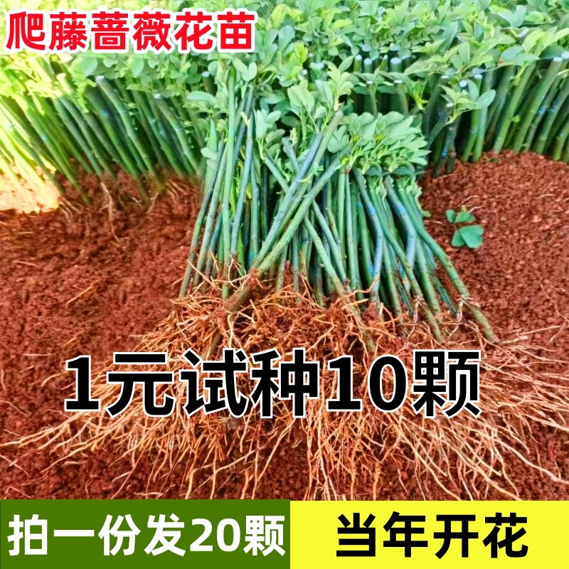 蔷薇花苗爬藤月季四开本耐图片