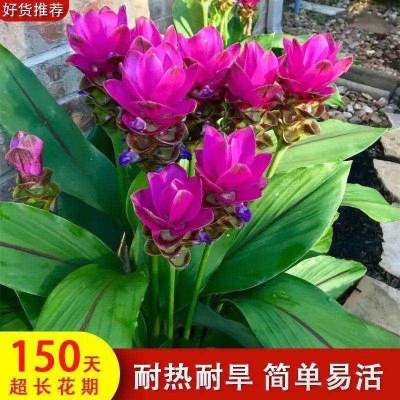 【150天超长花期】泰国姜荷花郁金香种球多年生庭院花卉盆栽易活,鲜花速递/花卉仿真/绿植园艺,红掌/凤梨/温室花卉,淘宝优惠券,粉丝福利购,淘宝优惠卷