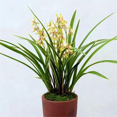 建兰四季小桃红花苗带苞浓