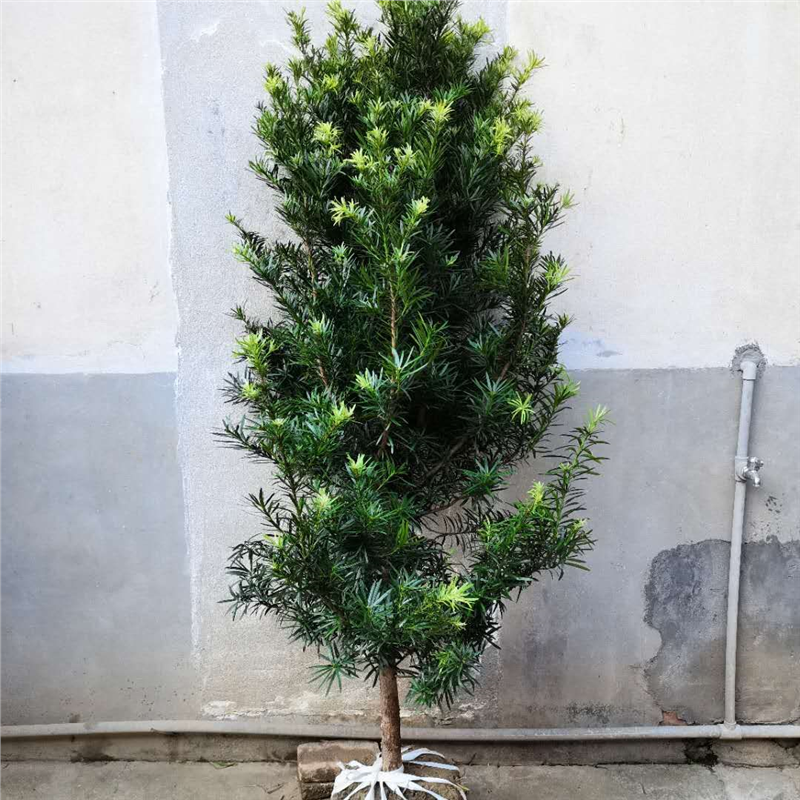 罗汉松树苗大树雀舌盆景大型庭院楼顶树观叶四季常青趣味造型大树,鲜花速递/花卉仿真/绿植园艺,造型盆景,淘宝优惠券,粉丝福利购,淘宝优惠卷