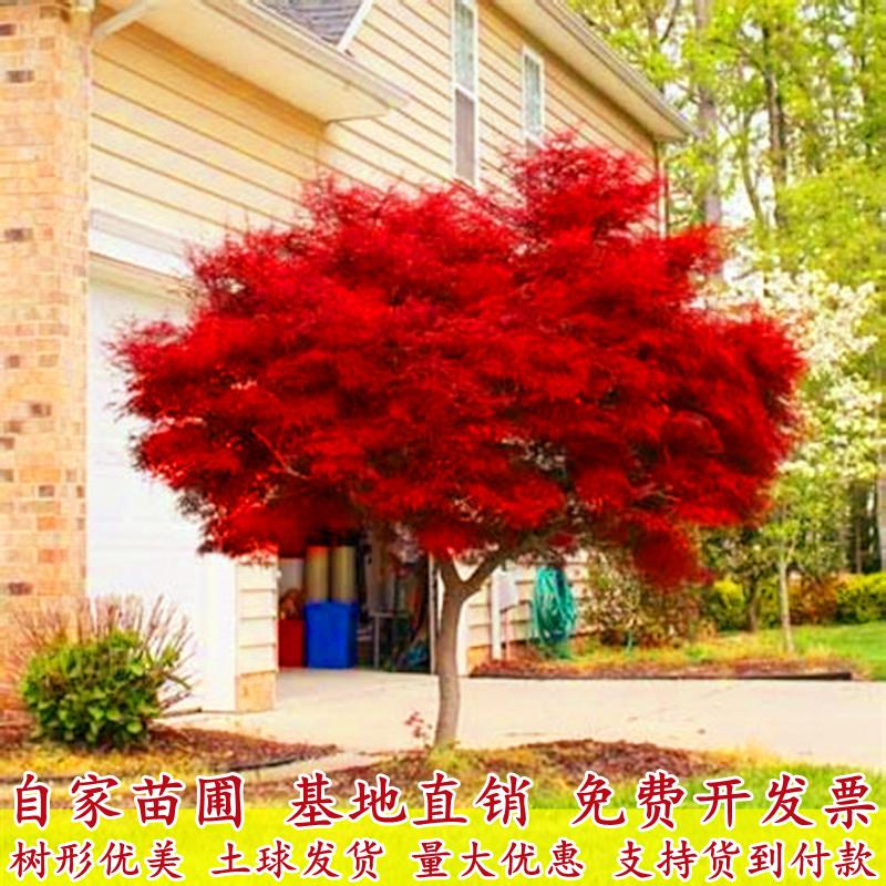 红枫树苗四季舞姬老桩庭院