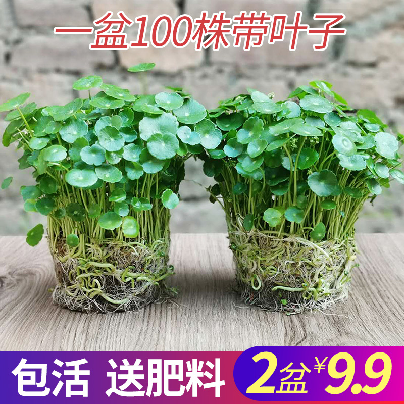 铜钱草植物盆栽室内水培带