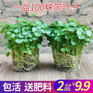 铜钱草植物盆栽室内水培带叶桌面盆景金钱草吸甲醛办公绿植水养